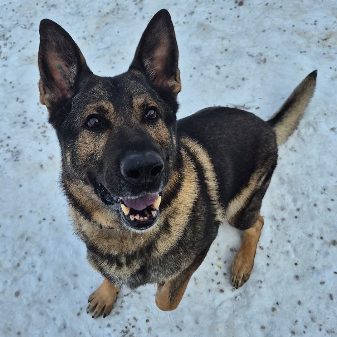Local police K9 unit partner at Leader of the Pack Doggie Daycare